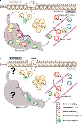 The Role of CD4+ Resident Memory T Cells in Local Immunity in the Mucosal Tissue – Protection Versus Pathology –